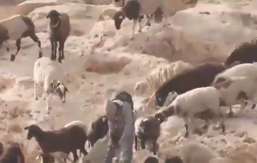 Thumbnail preview image for the video titled: Israeli settler has been caught separating the pumping system of a Palestinian water well to cause death for livestock in Tuba village