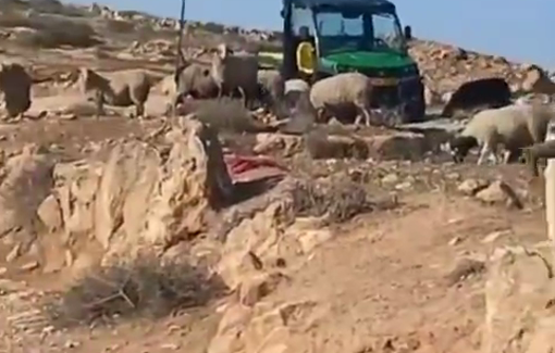 Thumbnail preview image for the video titled: In al-Rakeez, settlers with a herd invaded the yard of an elderly resident before beating hil