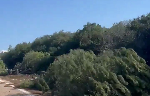 Thumbnail preview image for the video titled: Israel cut and uprooted hundreds of trees along roads in southern Lebanon