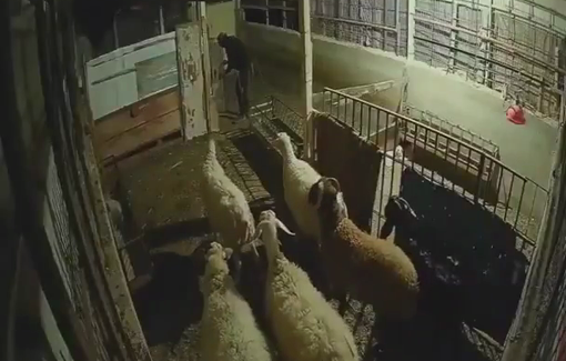 Thumbnail preview image for the video titled: CCTV footage captures Israeli settler mobs storming the village of Jalud in the Nablus Governorate