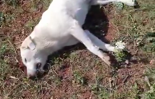 Thumbnail preview image for the video titled: Israeli settler shot a shepherd his dogs and four sheep in Tayasir checkpoint