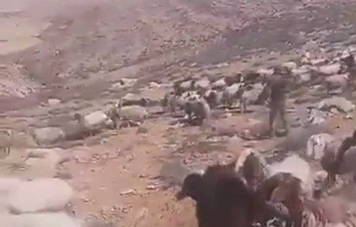 Thumbnail preview image for the video titled: Israeli settler chases a flock of sheep and assaults the shepherd in Masafer Yatta