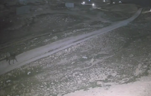 Thumbnail preview image for the video titled: A group of settlers stormed the Arab Al-Malihat gathering in the northern Jordan Valley