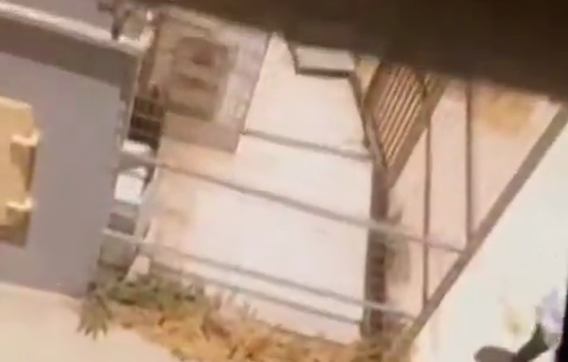 Thumbnail preview image for the video titled: Israeli soldiers injured Ahmad Barakat Noman Sharif (35 y/o) in Hebron and left him bleeding