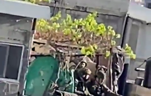 Thumbnail preview image for the video titled: Israeli snipers deployed on the rooftops of houses in the New Askar Camp in Nablus