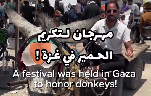 Thumbnail preview image for the video titled: Gaza celebrates donkeys which carried the injured and the displaced