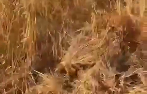 Thumbnail preview image for the video titled: Israeli settler militias uprooted scores of olive trees on the outskirts of the town of Turmus Ayya