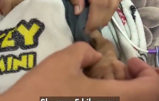 Thumbnail preview image for the video titled: Four-month-old Zainab Abu Halib is now weighs just 2 kilograms, down from 5, due to extreme malnutrition