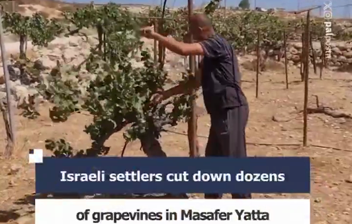 Thumbnail preview image for the video titled: Israeli settlers cut down dozens of grapevines in Susya, in Masafer Yatta