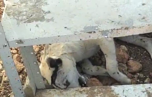 Thumbnail preview image for the video titled: The settlers had poisoned the dogs of the Palestinian residents to death