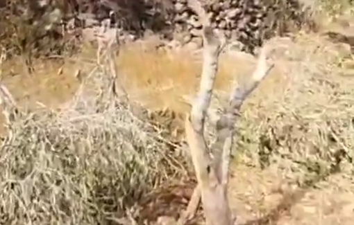Thumbnail preview image for the video titled: Israeli settlers cut down and destroyed olive trees in the village of Farkha, south of Salfit