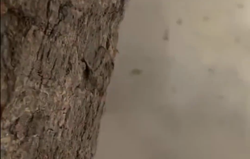 Thumbnail preview image for the video titled: Bombing of the Nakhala family house in Gaza City