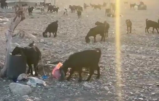 Thumbnail preview image for the video titled: Minor settlers and livestock used to harass Ras al-Ein residents