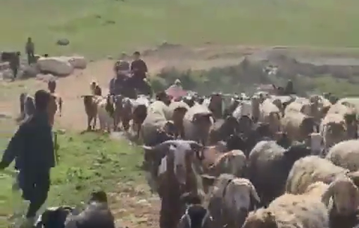 Thumbnail preview image for the video titled: Settlers, backed by Israeli forces, came on horseback, and drove out the herd of Wadi Tiran shepherds