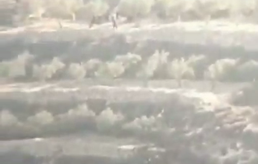 Thumbnail preview image for the video titled: Settlers release their livestock onto farmers' land in the town of Sa'ir