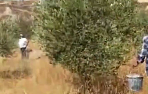 Thumbnail preview image for the video titled: Olive harvest 2024 under settler violence