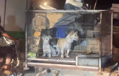 Thumbnail preview image for the video titled: Displaced families bring along their dogs and furniture on long and crowded displacement trail