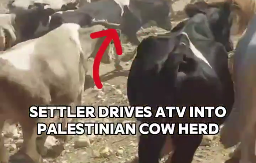Thumbnail preview image for the video titled: In Ein Al-Hilwe, settler Gilad Amosi drove an ATV into a Palestinian cow herd