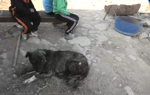 Thumbnail preview image for the video titled: In Ras al-Ain, this dog shot by an armed settler cannot be saved