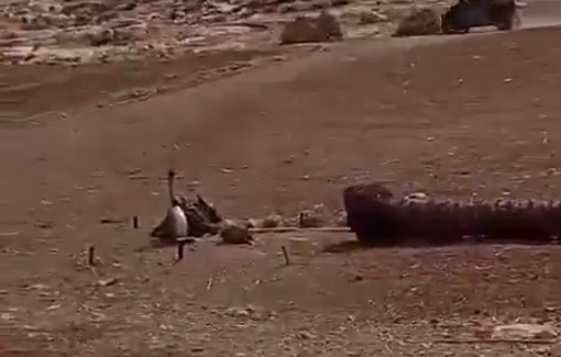 Thumbnail preview image for the video titled: Israeli settlers released their cattle to graze in the Palestinian lands of Mukhmas