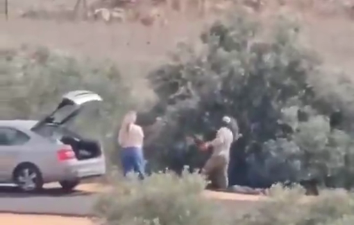 Thumbnail preview image for the video titled: Israeli settlers steal olives from the land of a Palestinian family in the Turmus Ayya plain