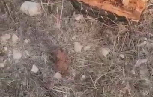 Thumbnail preview image for the video titled: Israeli settlers vandalized Palestinian beehives and stole their contents in Umm Safa