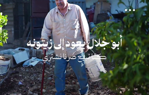 Thumbnail preview image for the video titled: Olive harvest sacrificed by Israeli aggression in South Lebanon