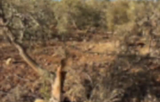 Thumbnail preview image for the video titled: Settlers from an illegal Israeli outpost destroyed more than 200 olive trees in Bardala