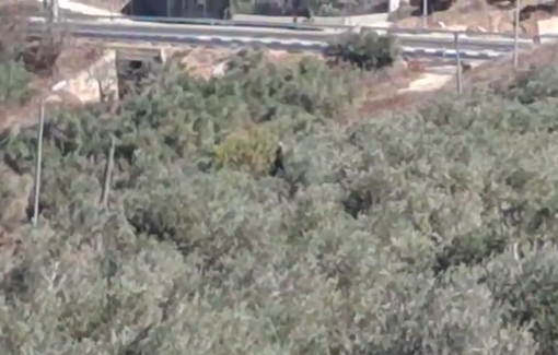 Thumbnail preview image for the video titled: israeli settlers stealing olive harvest in Burin, south of Nablus