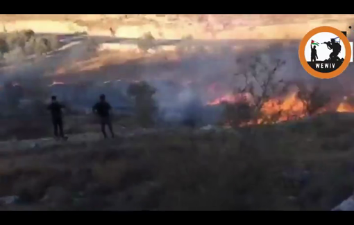 Thumbnail preview image for the video titled: Settler gangs burn olive trees and attack Palestinian farmers in Wadi Sa'ir