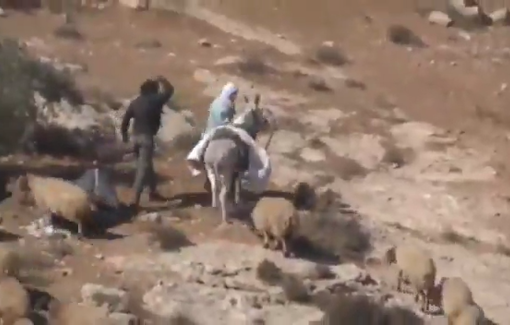 Thumbnail preview image for the video titled: Israeli settlers assaulted harvester Jibril Abu Aram and released livestock on his land in Khirbet Qawawis.
