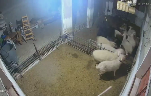 Thumbnail preview image for the video titled: Masked Israeli settler militias killing sheep and vandalizing Palestinian property in Samua