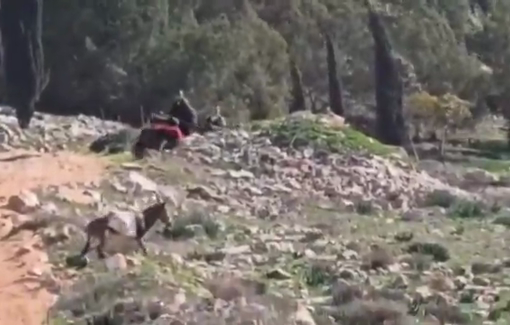 Thumbnail preview image for the video titled: Israeli settlers attack Palestinian shepherds and force them out of their lands in Raya in southern Jenin Dec 27