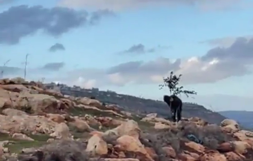 Thumbnail preview image for the video titled: Settlers establishing a new outpost, 20 meters away from the Bedouin Community in Duma