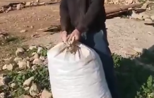 Thumbnail preview image for the video titled: Shabbat Pleasure in Ras Al-Auja: settlers looting the fourrage