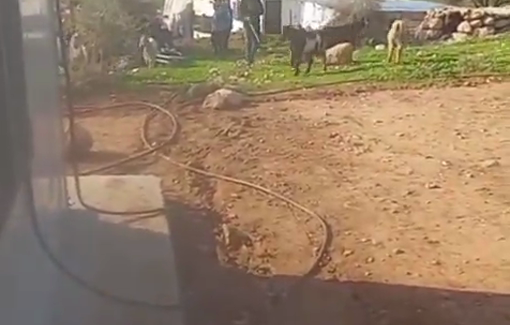 Thumbnail preview image for the video titled: Israeli settlers release their livestock near residents’ homes in the village of Shalal al-Auja