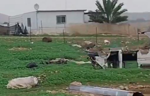 Thumbnail preview image for the video titled: Israeli settlers besiege a house in the village of Shalal al-Auja,
