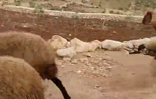 Thumbnail preview image for the video titled: Settler teens continued to terrorize residents of Al Khalayel, a community outside Al-Mughayyir