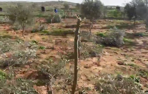 Thumbnail preview image for the video titled: Israeli settlers uprooted and destroyed nearly 500 Palestinian olive trees near the village of Susiya