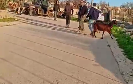 Thumbnail preview image for the video titled: Settlers invade the village of Burqa east of Ramallah and detain one of the farmers along with his sheep