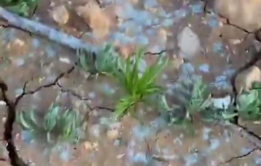 Thumbnail preview image for the video titled: Israeli settlers sprayed chemical pesticides on crops in multiple areas of Masafer Yatta, destroying Palestinian-owned farmland