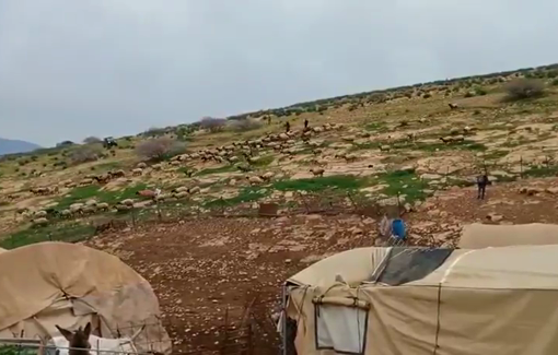 Thumbnail preview image for the video titled: Israeli settler militias chase Palestinian shepherds from grazing lands near Khirbet Samra