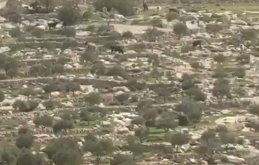 Thumbnail preview image for the video titled: Israeli settlers release their livestock onto residents’ lands in the town of Mukhmas