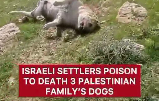 Thumbnail preview image for the video titled: Three dogs belonging to a Palestinian family in the Yatta area were intentionally poisoned by Israeli settlers
