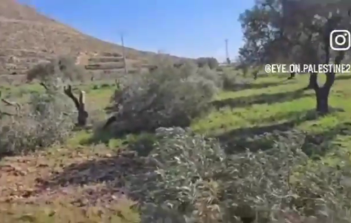 Thumbnail preview image for the video titled: Settlers uproot 20 ancient olive trees in the Marj Siyah plain