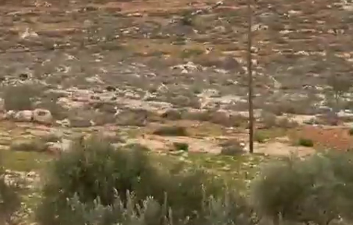 Thumbnail preview image for the video titled: Like almost every day settle cows on way to Marajam