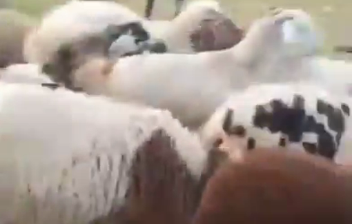 Thumbnail preview image for the video titled: Settlers raided in off-road vehicles, some of them armed with Israeli military weapons, at the Palestinian village of Hawara