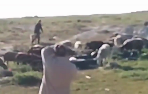 Thumbnail preview image for the video titled: Israeli settlers release their livestock in the vicinity of residents' homes in the Sha'ab al-Batim