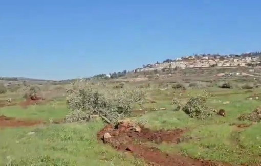 Thumbnail preview image for the video titled: Last night, Israeli settlers uprooted more than 100 trees belonging to Palestinian owners in the town of Turmus Ayya