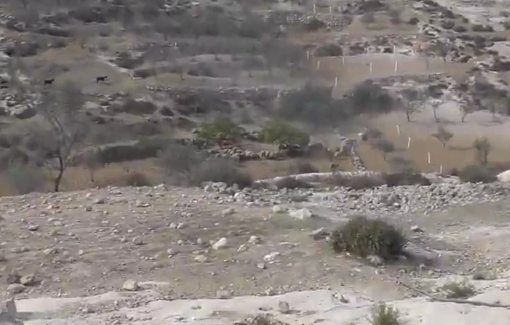 Thumbnail preview image for the video titled: Israeli settlers released their livestock onto Palestinian lands in Khirbet Qawawis